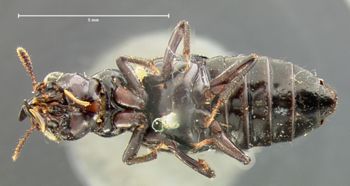 Media type: image;   Entomology 6515 Aspect: habitus ventral view